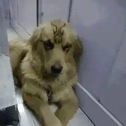 新买的杯子,同事非要让我退,上厕所后瞬间懂了哈哈哈哈哈哈哈