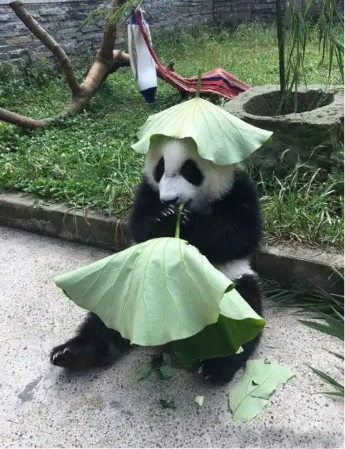 大熊猫为了防晒,自制绿帽子戴头上,接下来的一幕让人笑喷