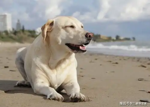 揭秘狗狗每天到底都在想什么让小编告诉你