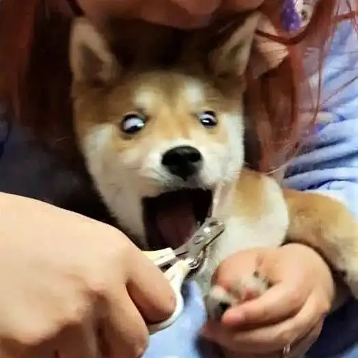 给狗剪指甲就跟要它命一样柴犬疯狂飙演技惹网友笑真是个戏精