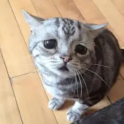 从委屈猫到男装狗,有些宠物赚钱比人多富日记