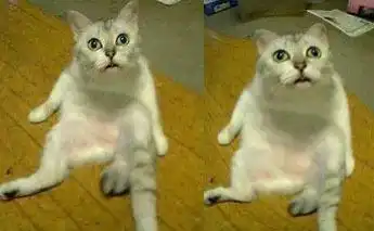 智障猫表情包智障猫表情包奇怪的知识增加了图片高清分享预约v1.0嗨客手机下载站