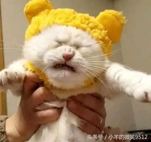 搞笑段子趣味图片猫咪,你感觉不舒服么,看你表情很狰狞啊