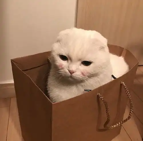 网友以前我是不喜欢猫的,但看到这一只真是要命了