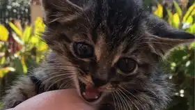 流浪猫我的小橘子受伤了tt