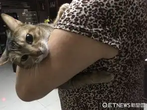 一暝大一寸当初说要把猫丢掉的人现在推娃娃车唱摇篮曲