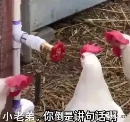 笑出腹肌2018年度网友热选最搞笑图片,第一张就笑到头掉