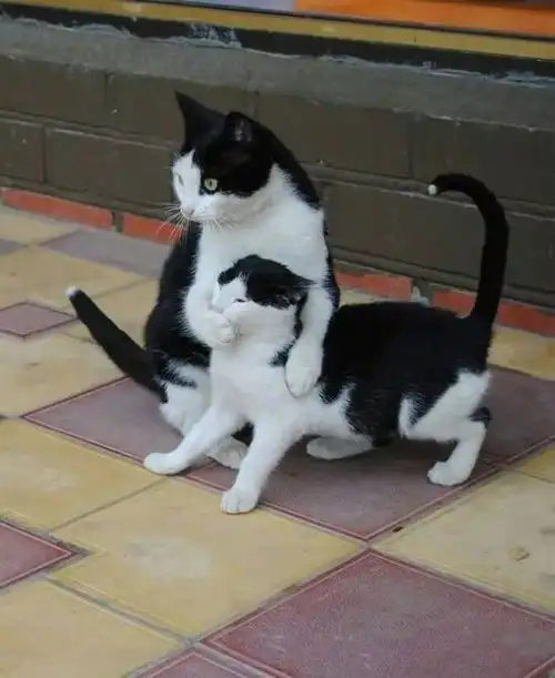 这又是一张百搭的猫咪表情包,这次你会配什么话呢