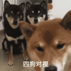 表情包两狗对视系列