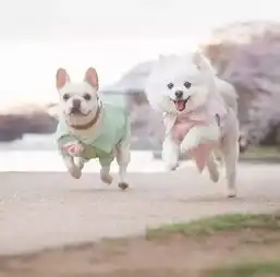 ins网红狗的盛大婚礼,这样才是一个合格的铲屎官