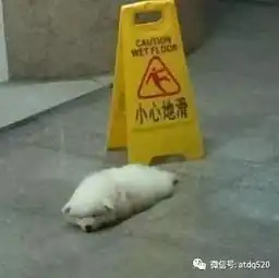 小萨摩耶趴在地上十几分钟不动旁边警示牌让人大笑