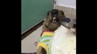断齿
