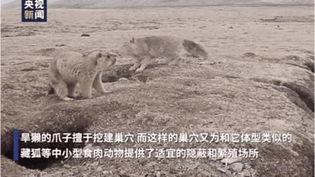 尖叫土拨鼠是假的,吃它摸它你就倒霉是真的