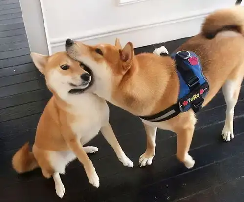 在这五大时期,柴犬掉毛非常厉害,经历过的人都懂