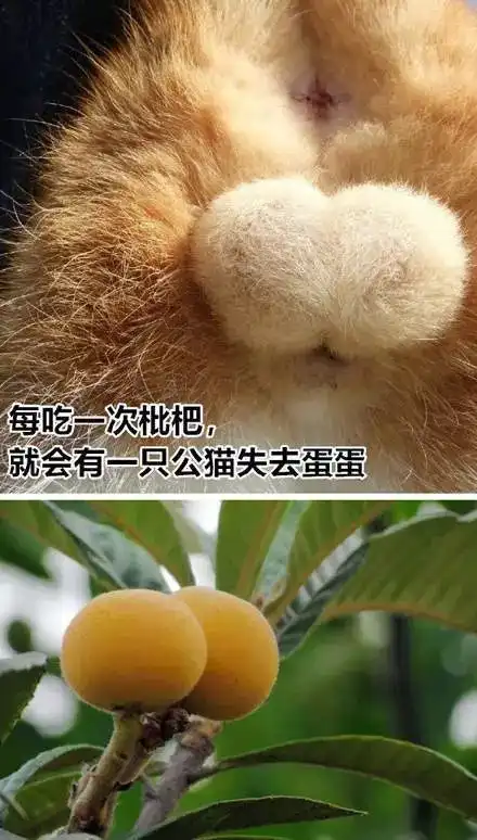 搞笑没有买卖,就没有伤害表情包,每生产一台音响,就会失去一只黑猫腾讯新闻