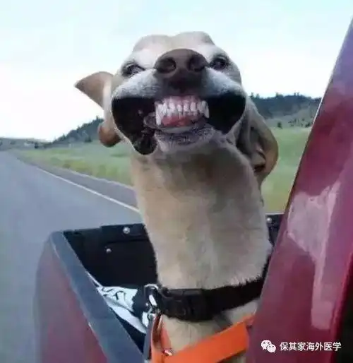 手持这篇出行防晕车指南,出行就go了