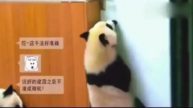 太搞笑了,熊猫组团越狱场面,奈何奶爸技高一筹