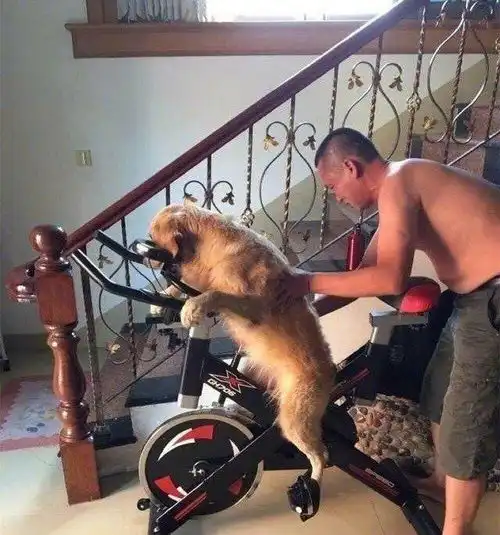金毛犬被迫锻炼,表情好笑,不会是二哈上身了吧
