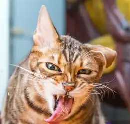 猫咪吃猫薄荷表情大合集吐舌打滚超可爱8483477教育图片库大视野