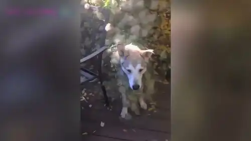 有趣的动物看着犯傻的小动物,它们的表情真的是太有趣了