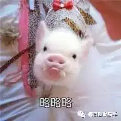 今日神段丨聊天时,爸妈说过哪些高能爆笑的话
