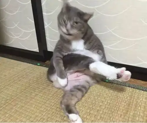 脱什么单快来养猫