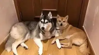哈士奇遇上柴犬,没想到居然还有二哈带不偏的狗