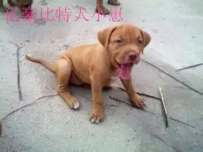 江门市狼青犬养殖场