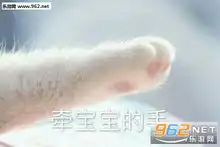 给我五块钱猫爪表情包猫爪给我五块钱表情包下载乐游网游戏下载