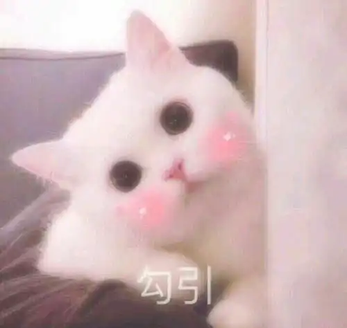 有哪些适用于和大猪蹄子们撒娇用的表情包