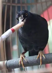 动物烟鬼抽烟的销魂表情酷劲十足爆笑雷人