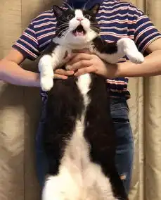 这只奶牛猫因为表情过于憨憨,火遍全网