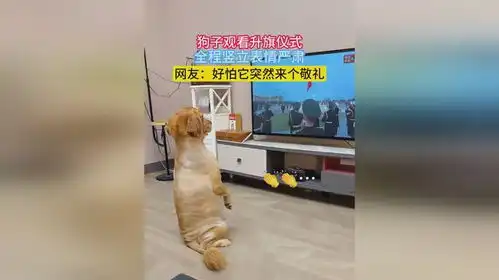 狗子观看升旗仪式,全程竖立表情严肃