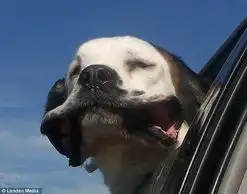 抓拍狗狗坐车兜风的搞笑表情