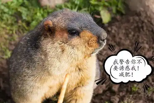 莫斯卡没想到你是这样的土拨鼠