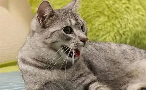 猫咪还能用嘴巴闻味嘴中犁鼻器嗅到喜欢的味道,爱猫秒变表情包