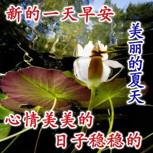 早安心语大家早上好问候早安心语唯美配图