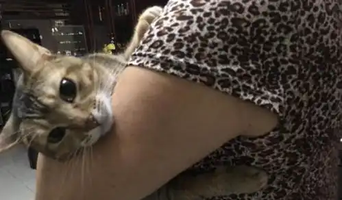 当初把猫带回家遭到母亲各种反对,最后猫咪却成了母亲的心头好