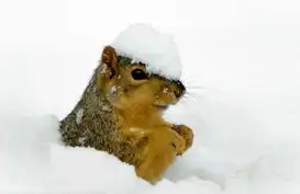 美摄影师抓拍小松鼠戴雪帽的可爱瞬间