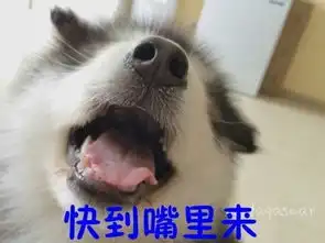 汪星人搞笑表情包
