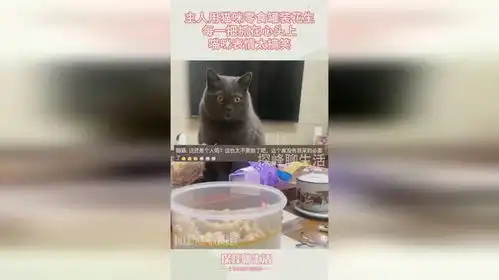 主人用猫咪零食罐装花生,每一把抓在心头上,喵咪表情太搞笑