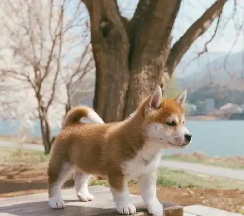 柴犬赏樱图超治愈,短腿呆样一次看够