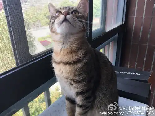 中华田园猫的颜值有多高
