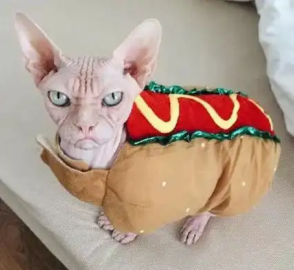 这只满脸都写着不高兴的斯芬克斯猫,简直就是一大佬,感受下...