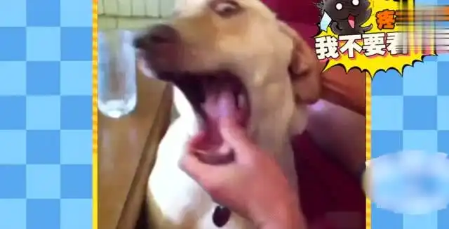 萌宠搞笑合集,表情歌唱汪星人与最蠢最执着的汪星人