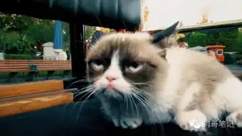 猫咪成天一副不爽的表情迪士尼一游让它找回快乐