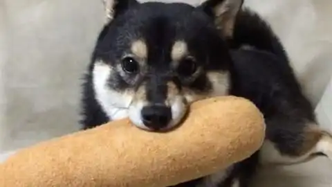 黑色柴犬的表情包拿去不谢