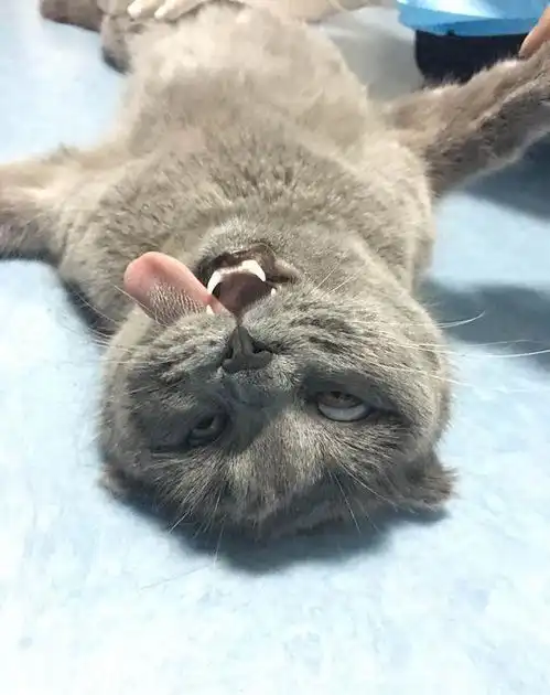 猫咪绝育很心疼,但是当看了绝育时的照片,原谅我不厚道的笑了