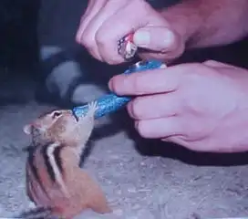搞笑动物图集该戒了哈,你们