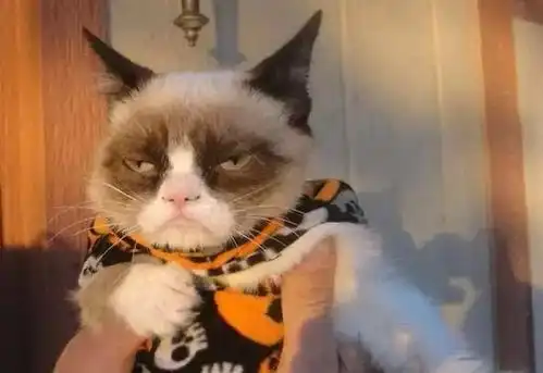你的猫为什么讨厌你